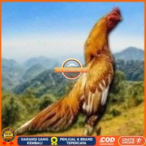 

Telur Shamo X BK clasik (telur fertil) CV GLAMOUR ID