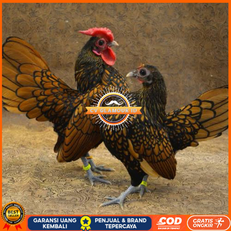 

TELUR FERTIL AYAM BATIK KANADA UNTUK DI TETASKAN CV GLAMOUR ID