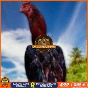 

telur ayam pelucker bangkok untuk di tetaskan CV GLAMOUR PRO
