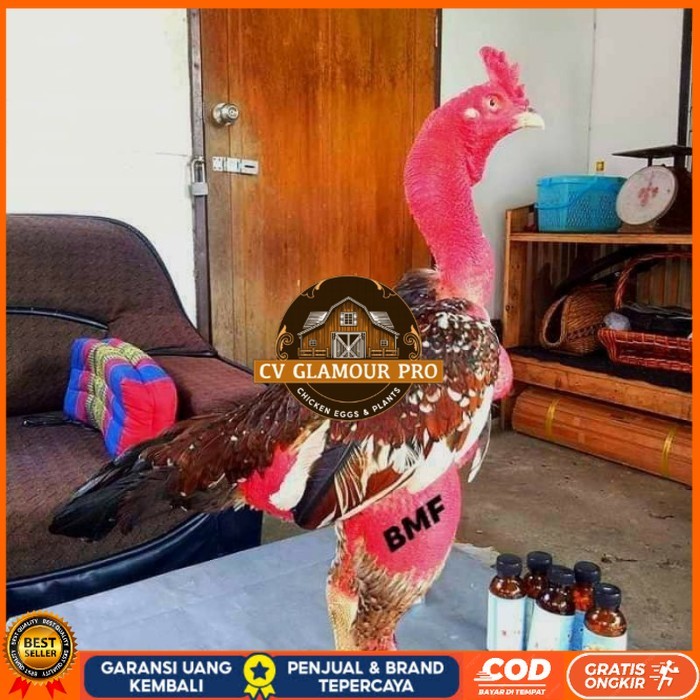 

telur ayam petarung saigon fertil siap ditetaskan - ayam saigon CV GLAMOUR PRO
