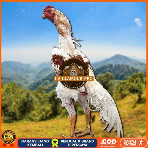 

telur tetas ayam shamo high quality CV GLAMOUR PRO