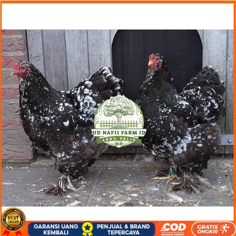 

TELUR AYAM HIAS BRAHMA BLACK MOTTLED UNTUK DI TETASKAN UD NAFII FARM ID