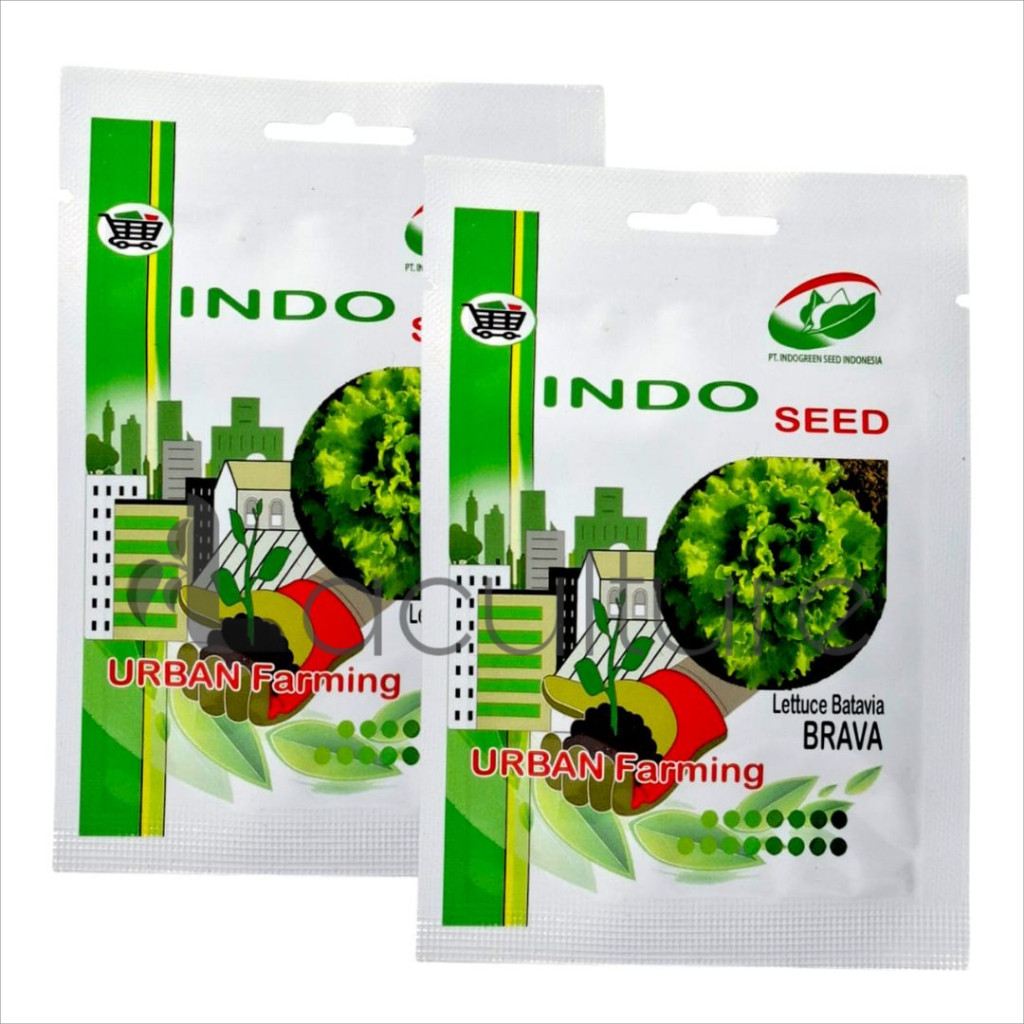 Benih Selada BRAVA Isi 1 gram Lettuce Batavia Indo Seed