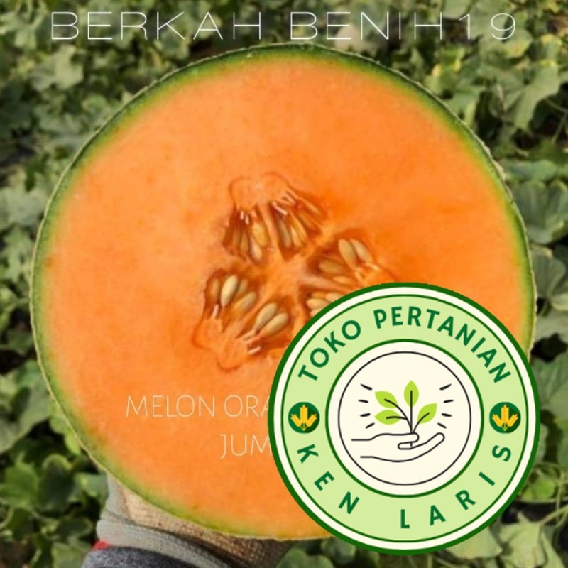50 BIJI BENIH MELON ORANGE MERLIN JUMBO F1 BIBIT UNGGUL READY