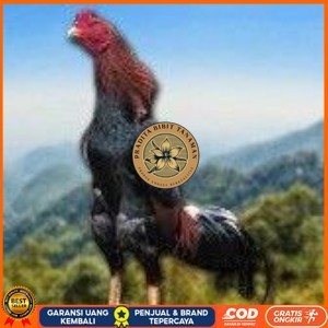 

telur tetas ayam shamo jumbo super garansi PRADITA BIBIT TANAMAN