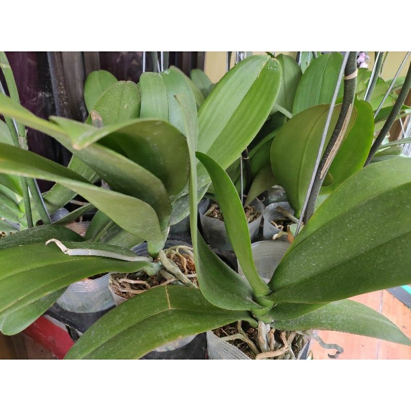 Promo anggrek bulan JUMBO pasca bunga