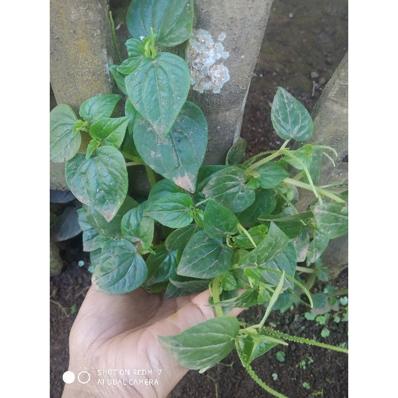 

New COD Tanaman suruhan - ketupang air 250gram