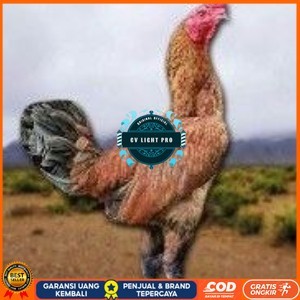 

telur ayam pama ninja berkualitas unggul CV LIGHT PRO