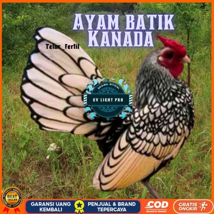 

telur ayam batik kanada / ayam kate hias untuk ditetaskan original berkualitas CV LIGHT PRO