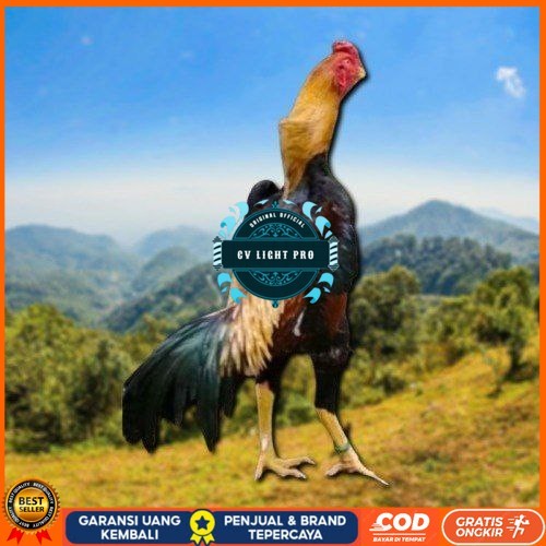 

telur tetas ayam shamo asli ori CV LIGHT PRO