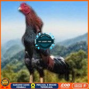 

telur tetas ayam shamo jumbo super garansi CV LIGHT PRO