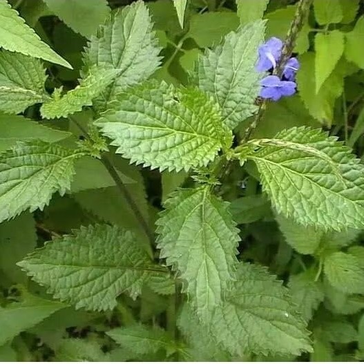 

Daun Pecut Kuda Jarong ,obat tradisional leluhur... segae dan pres 1000gram0