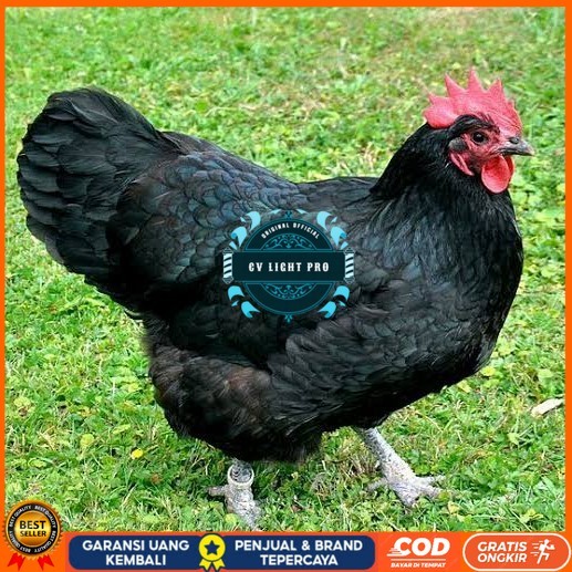 

Telur ayam black australorp fertil asli siap ditetaskan CV LIGHT PRO