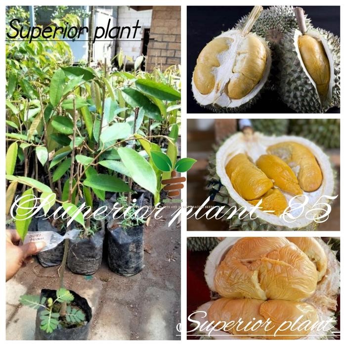 BIBIT DURIAN DURI HITAM OKULASI DURIAN OCHEE