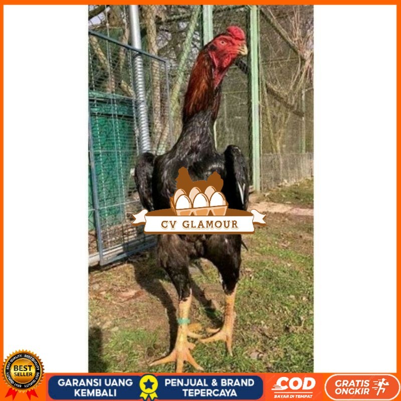 

TELUR AYAM RAINBOW UNTUK DI TETASKAN CV GLAMOUR