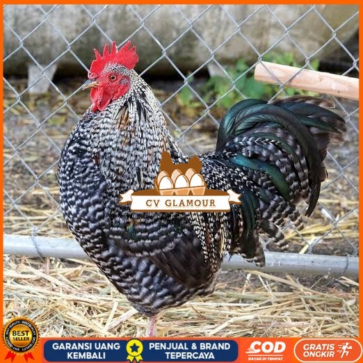 

Telur ayam barred plymouth rock / telur ayam hias fertil siap cod CV GLAMOUR