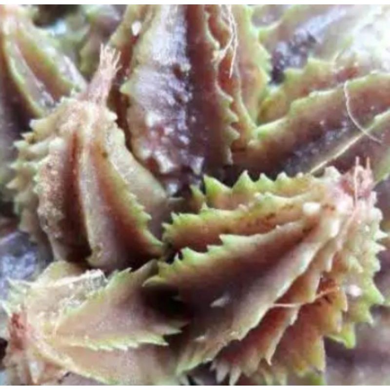 

Sahabattani Jual Buah Hangasa Fres 250GR