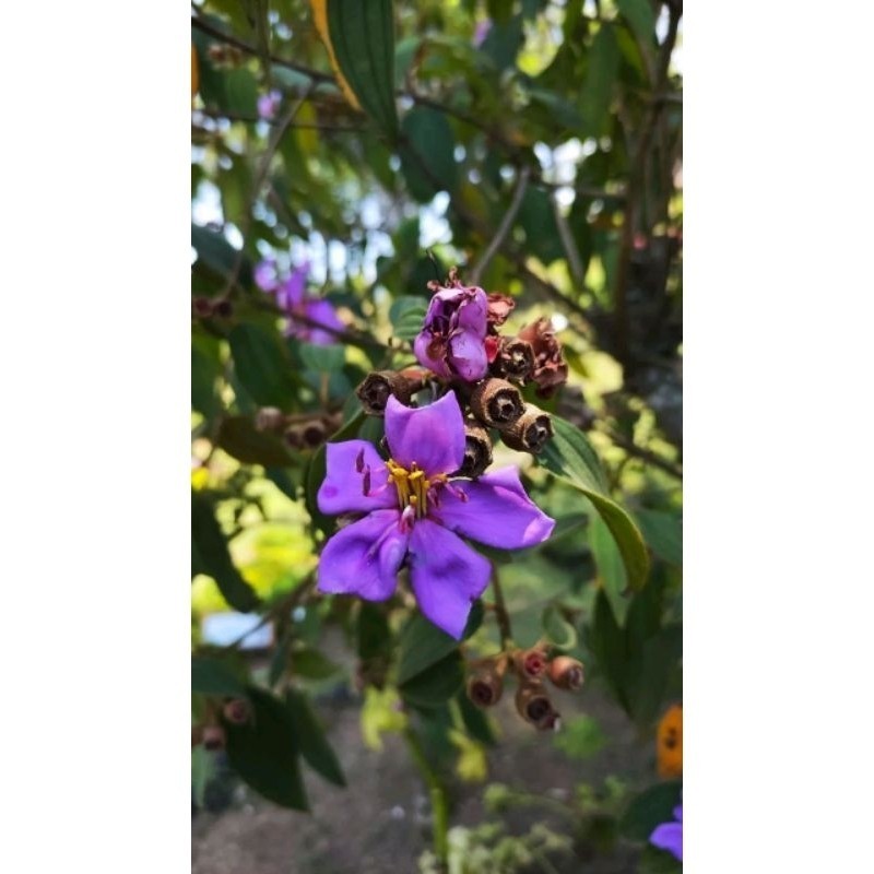 

Korehcok Bunga sengani di jamin segar berat 1kg Promo Termurah Terlaris