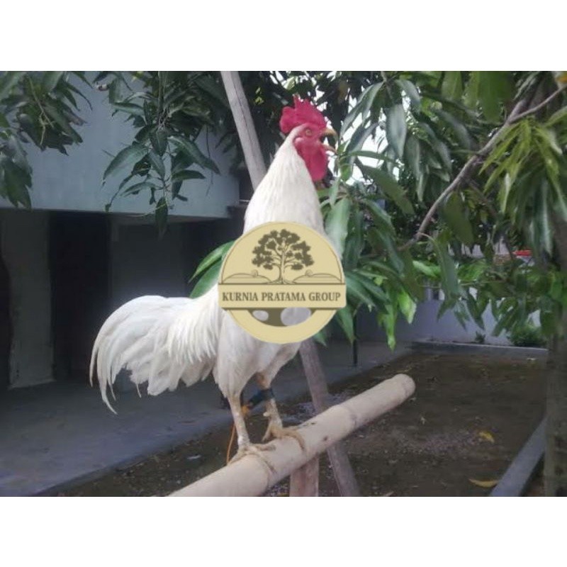 

TELUR AYAM KETAWA DANGDUT GRETEK SLOW UNTUK DI TETASKAN KURNIA PRATAMA GROUP