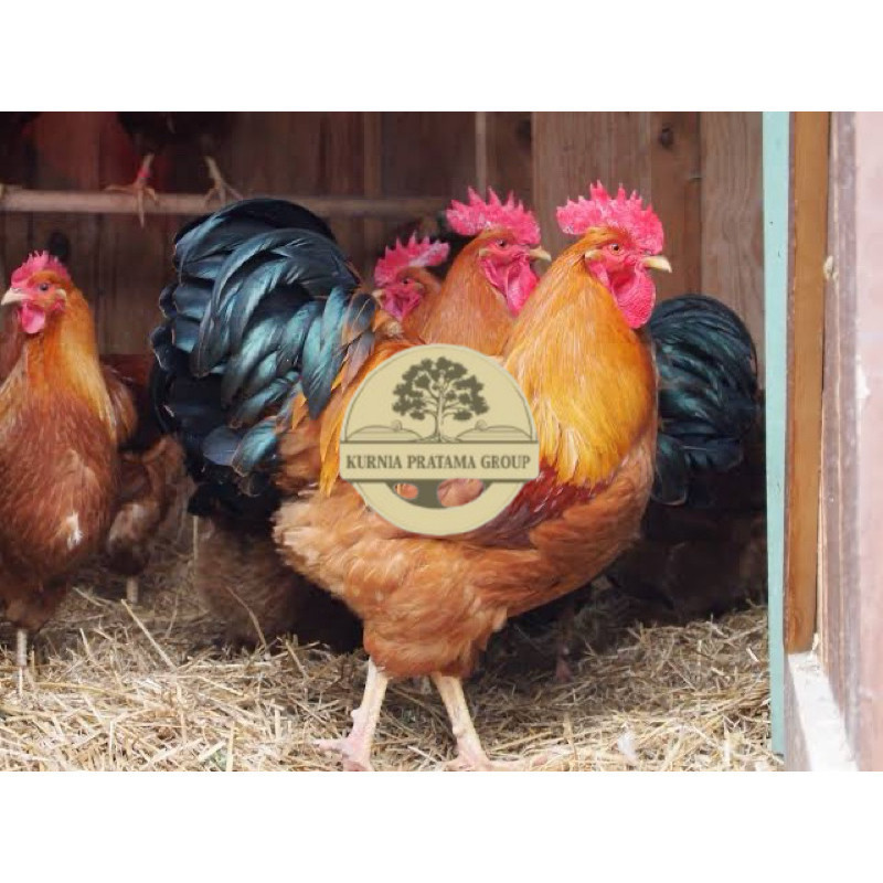 

TELUR FERTIL AYAM NEWHAMPSHIRE IMPORT UNTUK DITETASKAN KURNIA PRATAMA GROUP