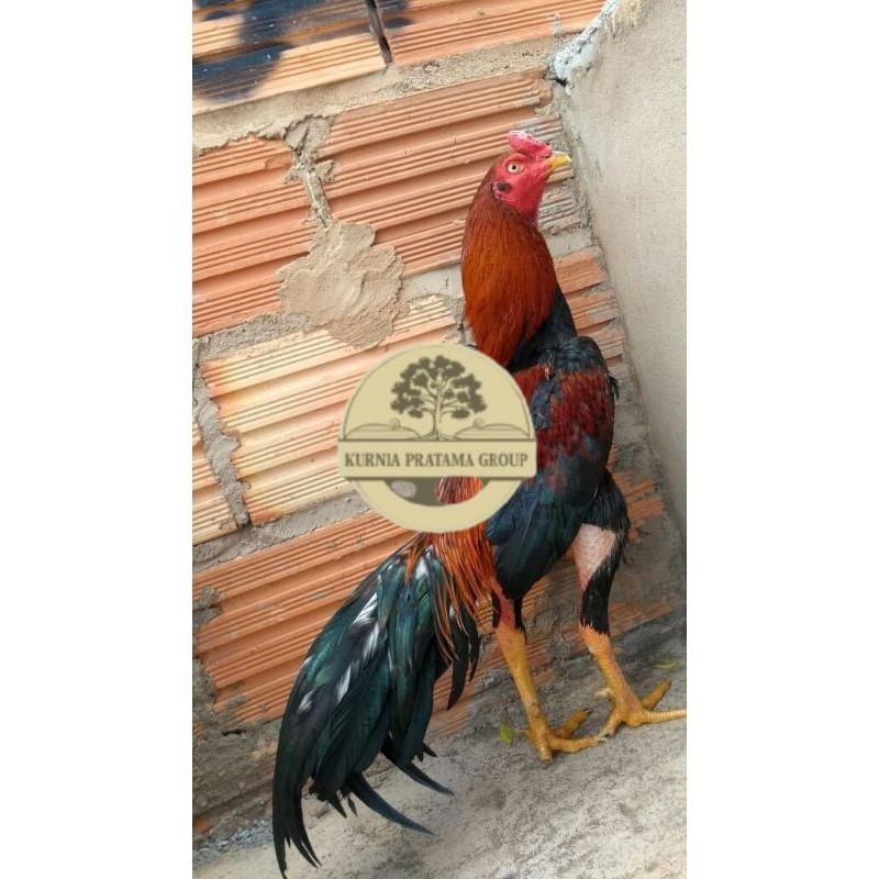 

BANGKOK F1 TELUR FERTIL PROMO BESAR KURNIA PRATAMA GROUP