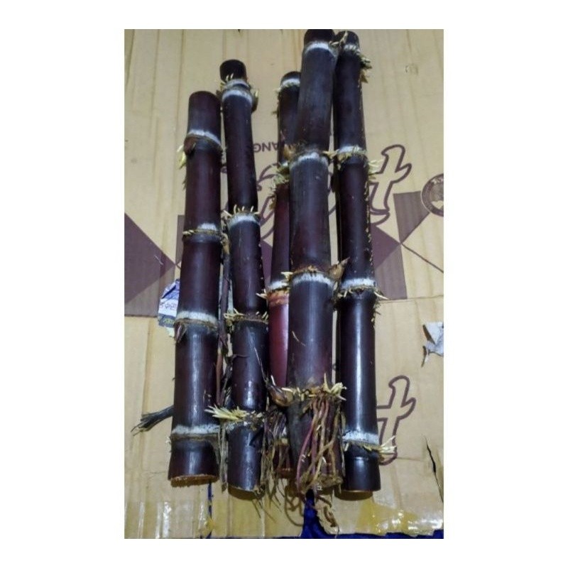 

TEBU HITAM SEGAR TEBU IRENG