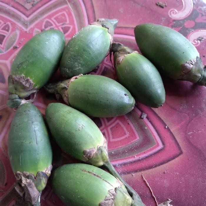 

Ready stok buah pinang ceming Buah pinang muda perbiji