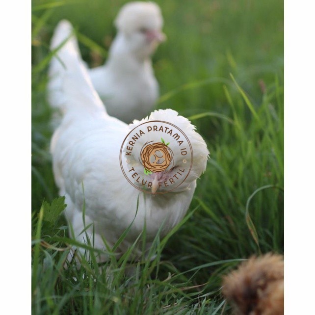 

Telur ayam hias sultan fertil untuk ditetaskan Langsung KURNIA PRATAMA ID