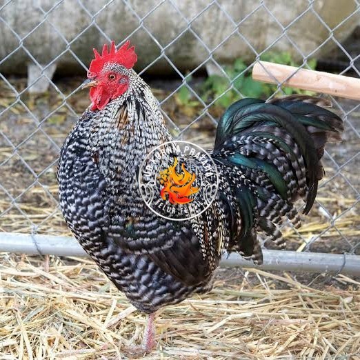 

Telur ayam barred plymouth rock / telur ayam hias fertil siap cod UD KURNIA PRATAMA