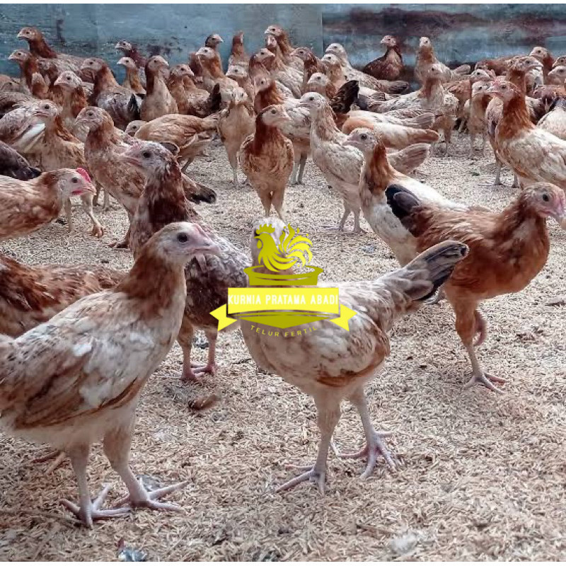 

TELUR FERTIL AYAM ELBA PETELUR HANDAL INDUKAN TERSELEKSI UNTUK DITETASKAN KURNIA PRATAMA ABADI