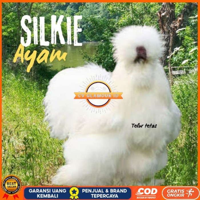 

telur ayam hias silkie original bisa untuk di tetaskan original berkualitas CV GLAMOUR ID