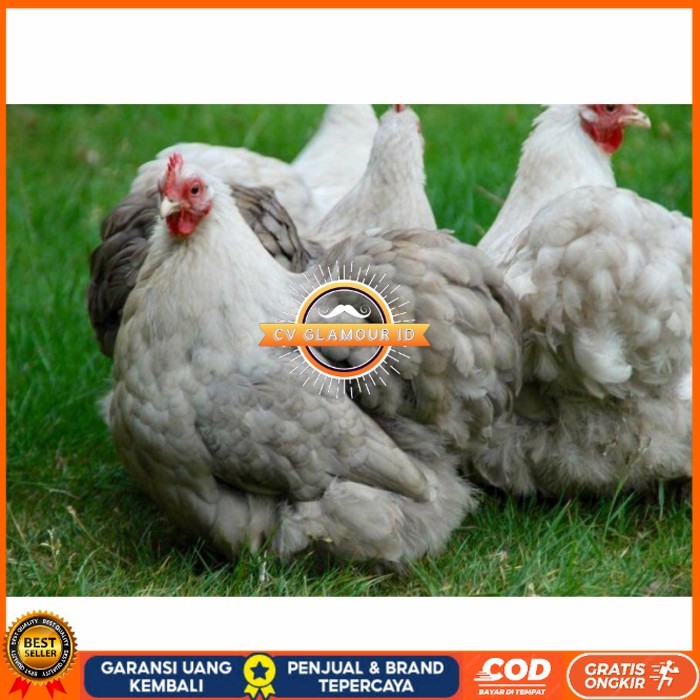 

Telur ayam hias bantam chocin fertil siap ditetaskan - bantam chocin CV GLAMOUR ID