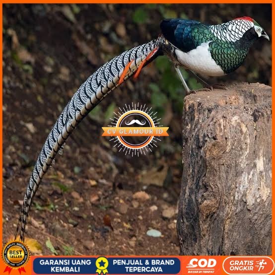 

Telur ayam hias ringneck lady amherst pheasant fertil siap ditetaskan CV GLAMOUR ID