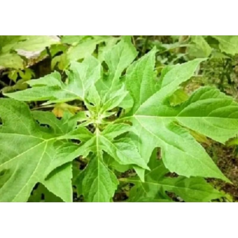 

Daun lnsulin seger 1kg