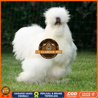 

Telur ayam kapas hias fertil siap ditetaskan CV GLAMOUR PRO