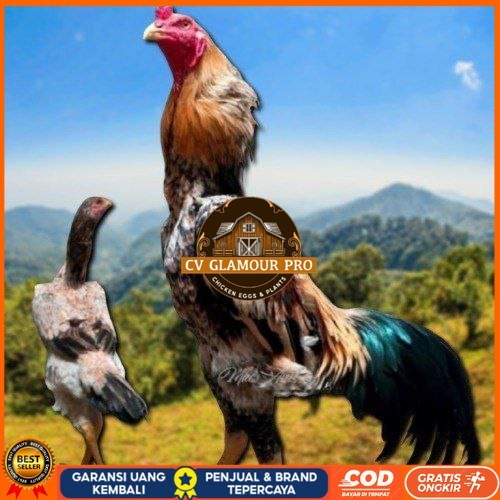

telur tetas ayam shamo aduan CV GLAMOUR PRO