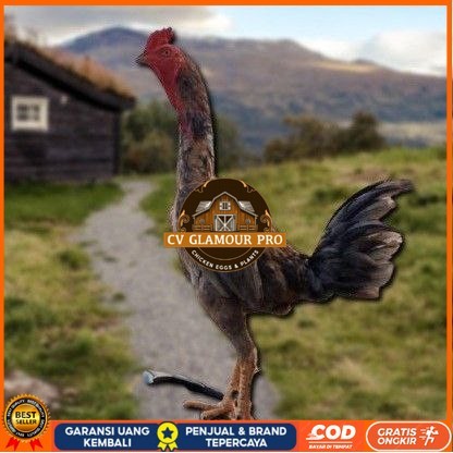 

telur ayam shamo eropa ori petarung juara CV GLAMOUR PRO