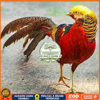 

telur ayam golden pheasant hias fertil asli siap ditetaskan - golden pheasant UD NAFII FARM ID