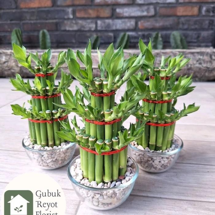 Tanaman Bambu Hoki Susun | Bambu Hoki Media Air | Hiasan Meja