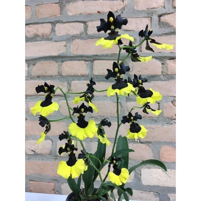 Anggrek Oncidium Dewasa siap berbunga Oncidium Black yellow
