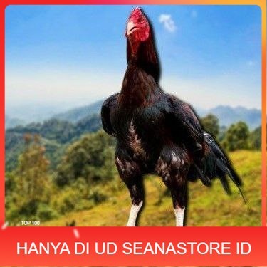 

telur ayam cos shamo ori bisa untuk di tetaskan UD SEANASTORE ID