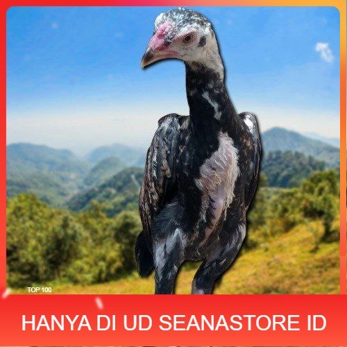 

PAKET MURAH 3 EKOR TELUR SHAMO (Cod) UD SEANASTORE ID