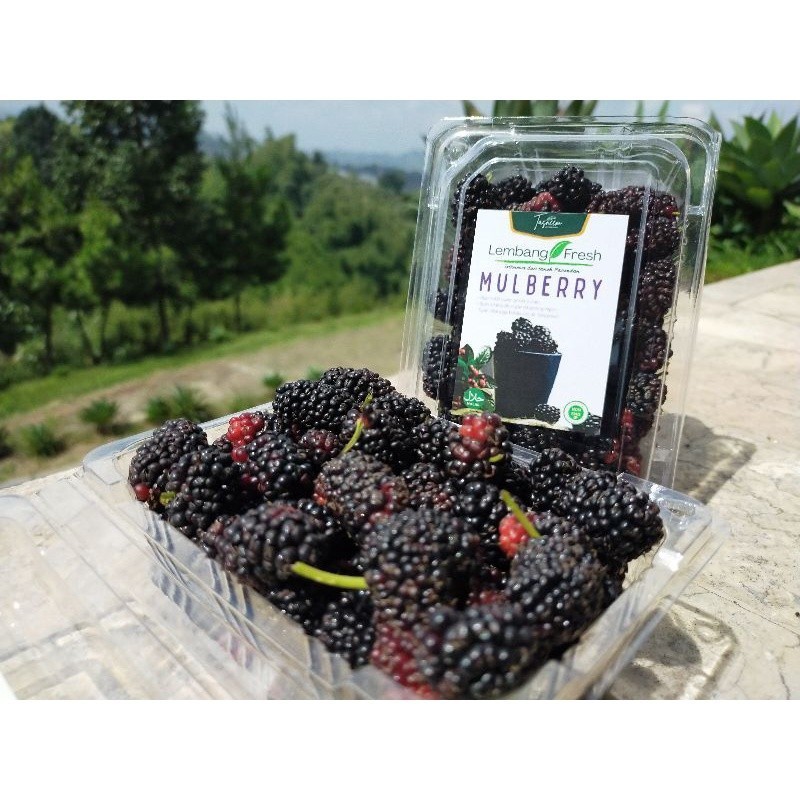 

AZ Black Berry Buah Segar Mulberry Murbai Arbei Arben Petik Pohon Fresh 50gr