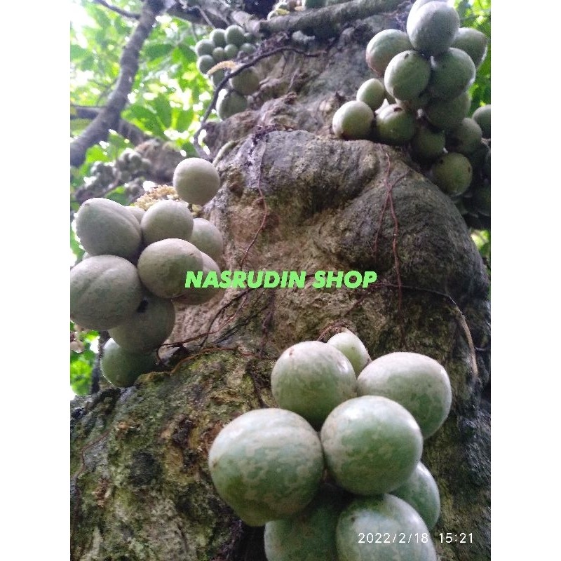 

BUAH LIMPASU 1KG SEGAR / BUAH LEMPAHONG / BUAH LEMPAUNG / BUAH LINGSUH / BUAH LINGSUT / BUAH LANGKA
