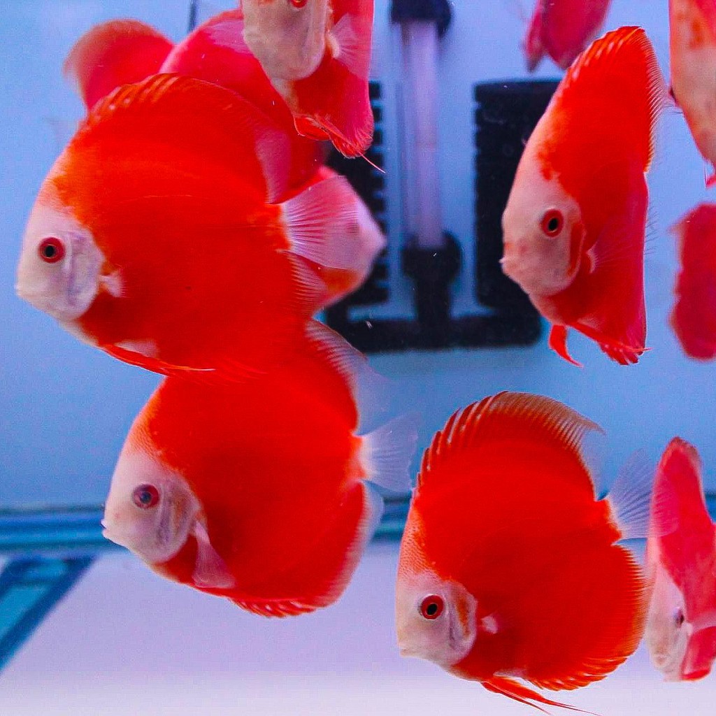 Discus Red White / Ikan Discus Merah Putih