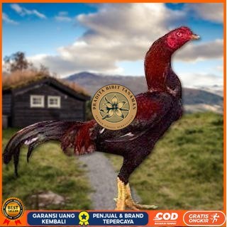 

Telur Ayam Pakhoy Tangguh Vertil Siap Di Tetaskan Jaminan Super Oiginal Bergaransi PRADITA BIBIT TANAMAN