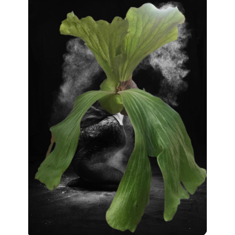 PLATYCERIUM ELEMARIA ANAKAN HYBRID (andinum x elephantotos)