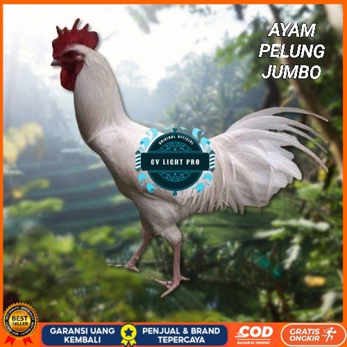 

telur ayam pelung jumbo super bisa untuk di tetaskan CV LIGHT PRO