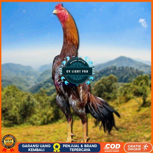 

telur tetas ayam shamo jepang ori CV LIGHT PRO