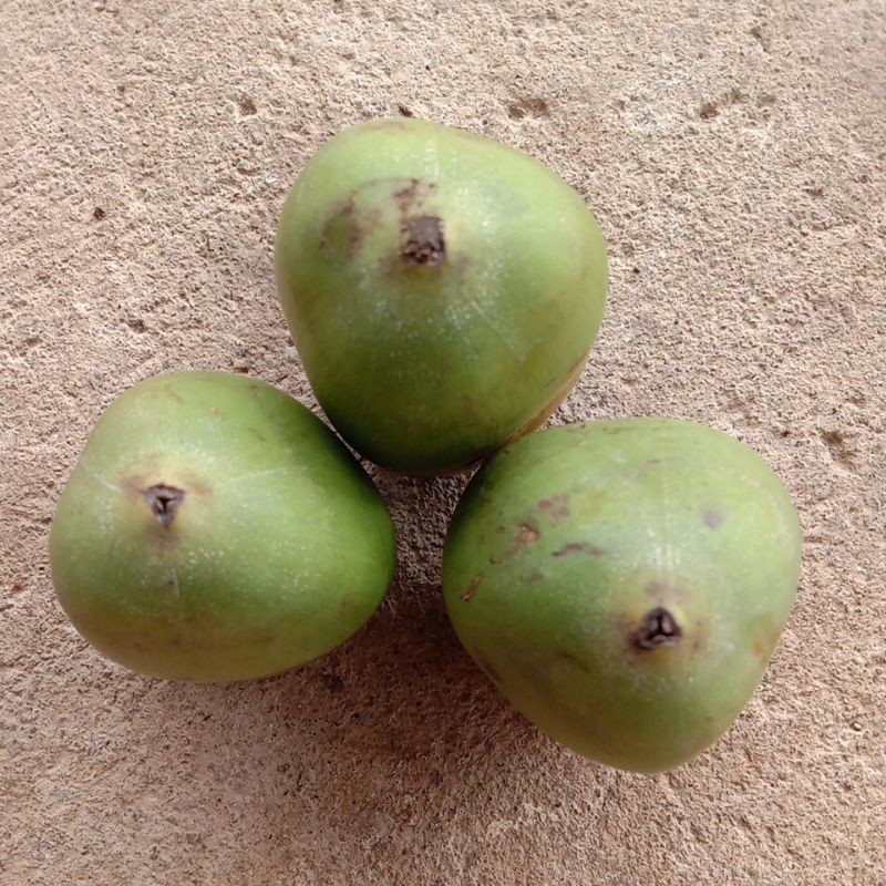 

TB-02 beluluk kelapa muda fresh harga per 1 pcs